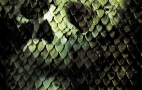 粤语配音电影狂蟒之灾2 Anacondas: The Hunt for the Blood Orchid